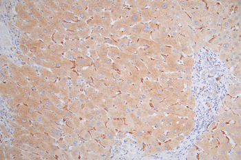MICA Antibody