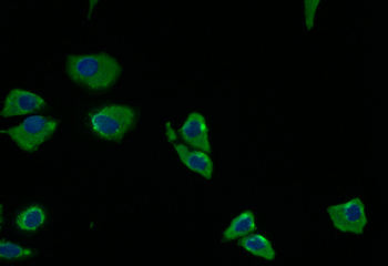 PRKAR2A Antibody