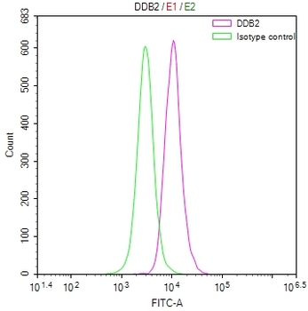 DDB2 Antibody