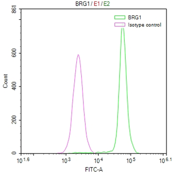 SMARCA4 Antibody