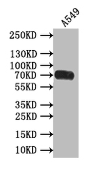 PVR Antibody
