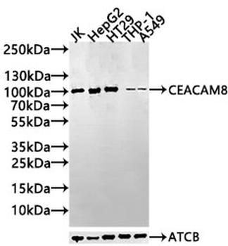 CEACAM8 Antibody