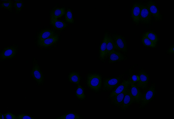 GSN Antibody