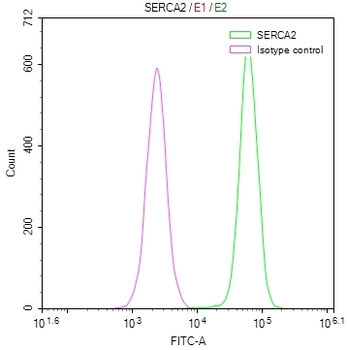 ATP2A2 Antibody