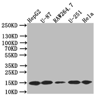 MAP1LC3B Antibody