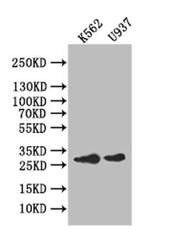 CA1 Antibody