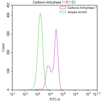 CA1 Antibody
