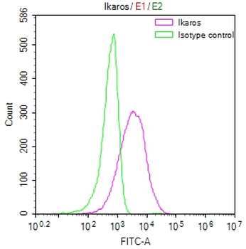 IKZF1 Antibody