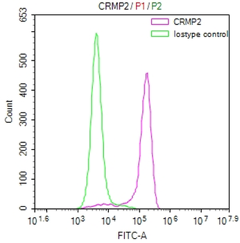 DPYSL2 Antibody