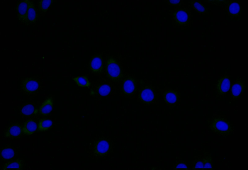 LYVE1 Antibody