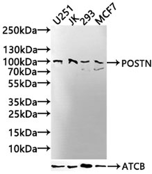 POSTN Antibody