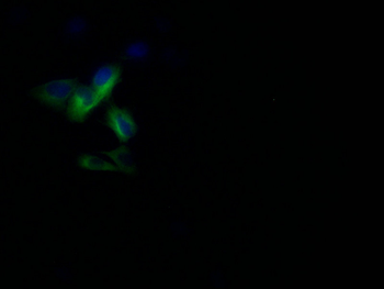 PANX1 Antibody