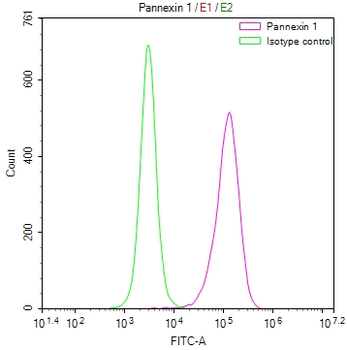 PANX1 Antibody