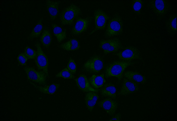 NPR2 Antibody