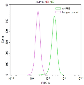 NPR2 Antibody