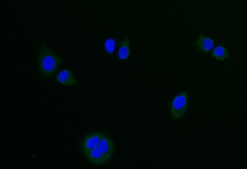 LGR6 Antibody