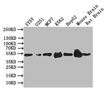EGR2 Antibody