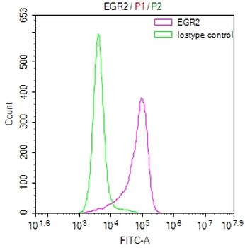 EGR2 Antibody