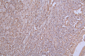 INMT Antibody