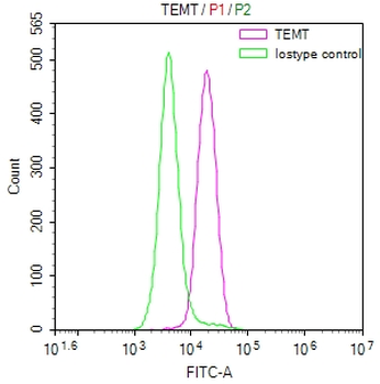 INMT Antibody