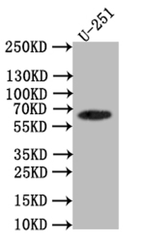 SLC1A2 Antibody