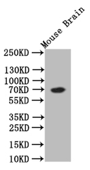 CHAT Antibody