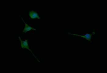 CHAT Antibody