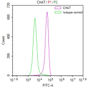 CHAT Antibody