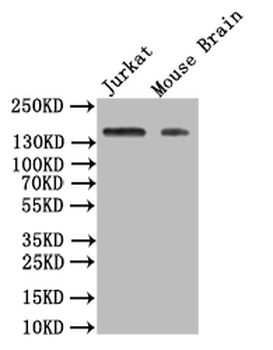 FLT1 Antibody