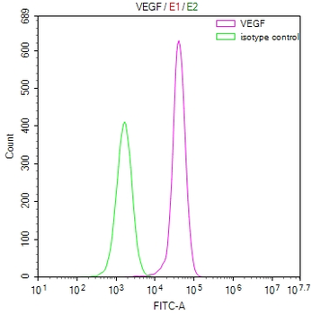 FLT1 Antibody