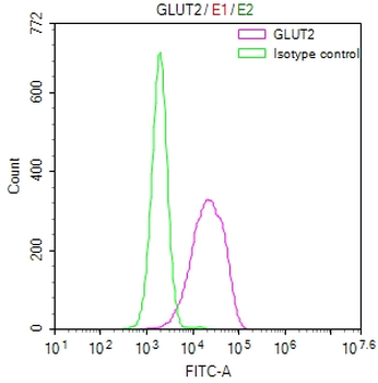 SLC2A2 Antibody