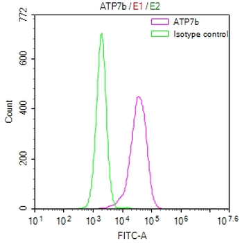 ATP7B Antibody