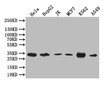 CASP3 Antibody