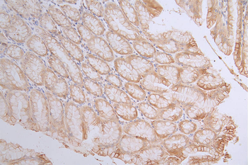 CASP3 Antibody