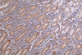 CASP3 Antibody