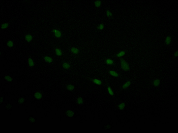 USP22 Antibody