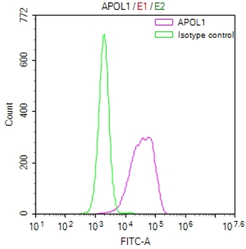 APOL1 Antibody