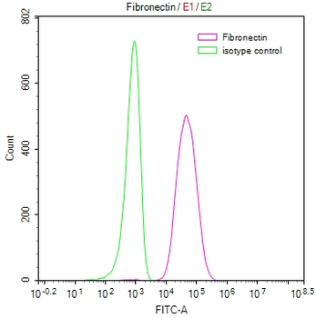 FN1 Antibody
