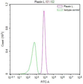 LCP1 Antibody