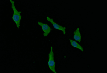 AGO2 Antibody