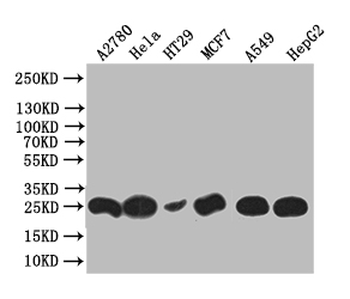 WFDC2 Antibody