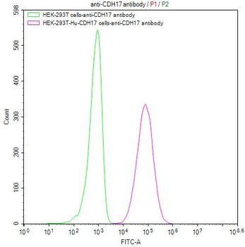 CDH17 Antibody