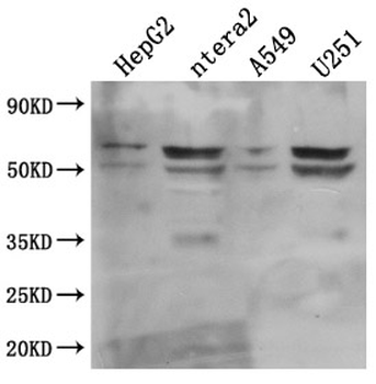 CD147 Antibody