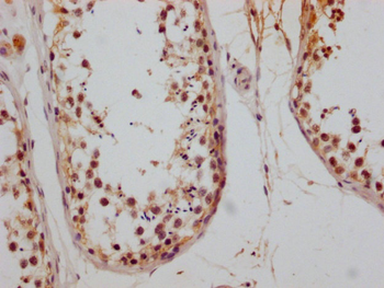 CD147 Antibody