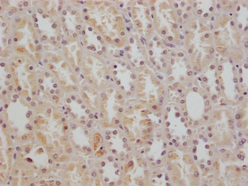 CD147 Antibody