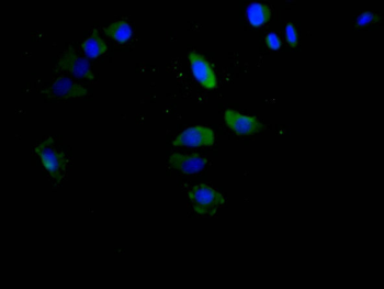 CD147 Antibody