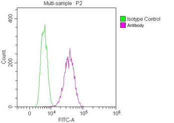 CD147 Antibody
