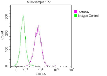 CD147 Antibody