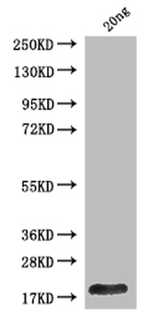 Polyprotein P1234 Antibody