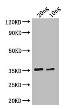 cry1Ia Antibody